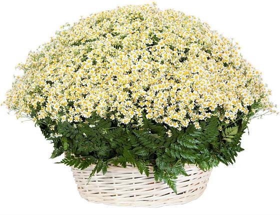 Цветочная композиция из Ромашки в корзине в Кушнаренково